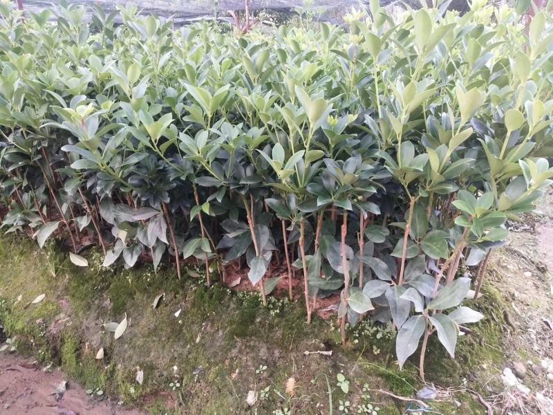 广西藤县古龙镇都旧村大红八角嫁接苗优良品种
