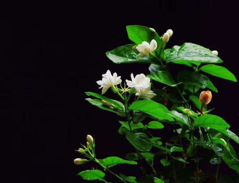 浓香型茉莉花茶2021新茶特级飘雪小包装散装