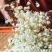 浓香型茉莉花茶2021新茶特级飘雪小包装散装