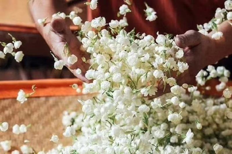 浓香型茉莉花茶2021新茶特级飘雪小包装散装