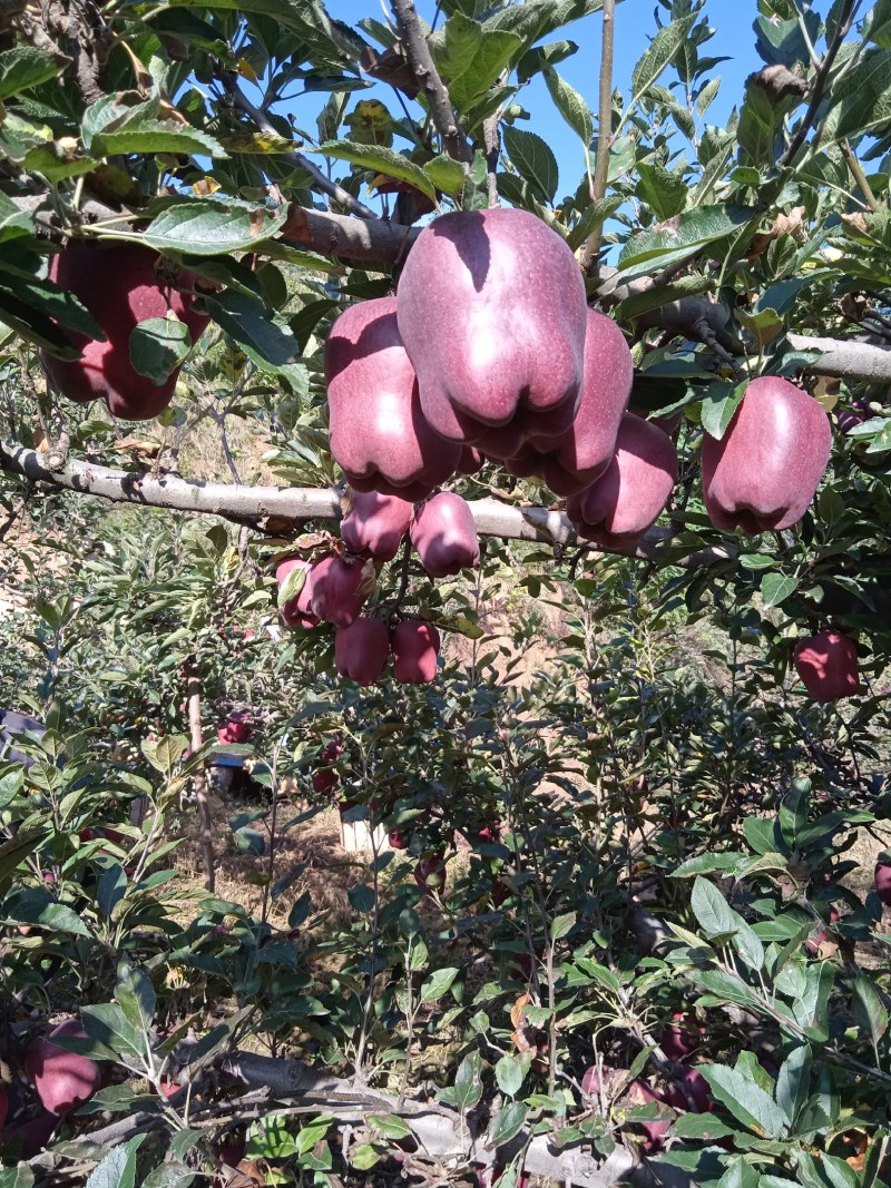 甘肃省天水市花苹果，大量上市