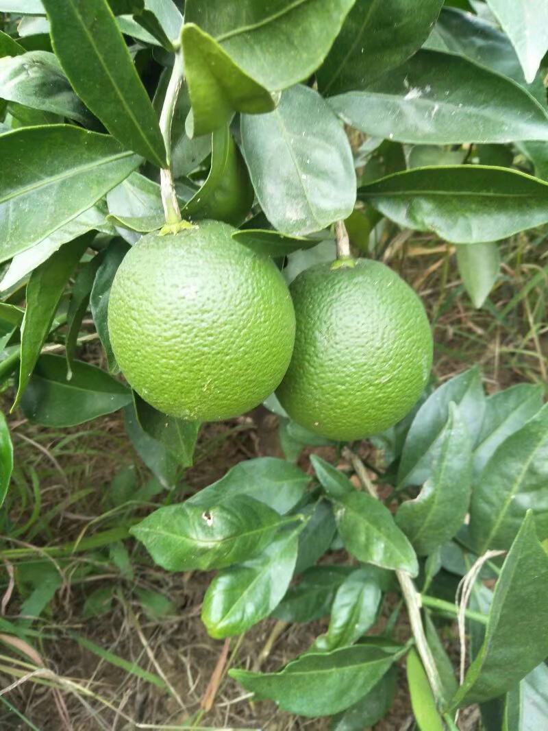 纽荷尔脐橙美植袋苗，基地直供