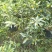 纽荷尔脐橙美植袋苗，基地直供