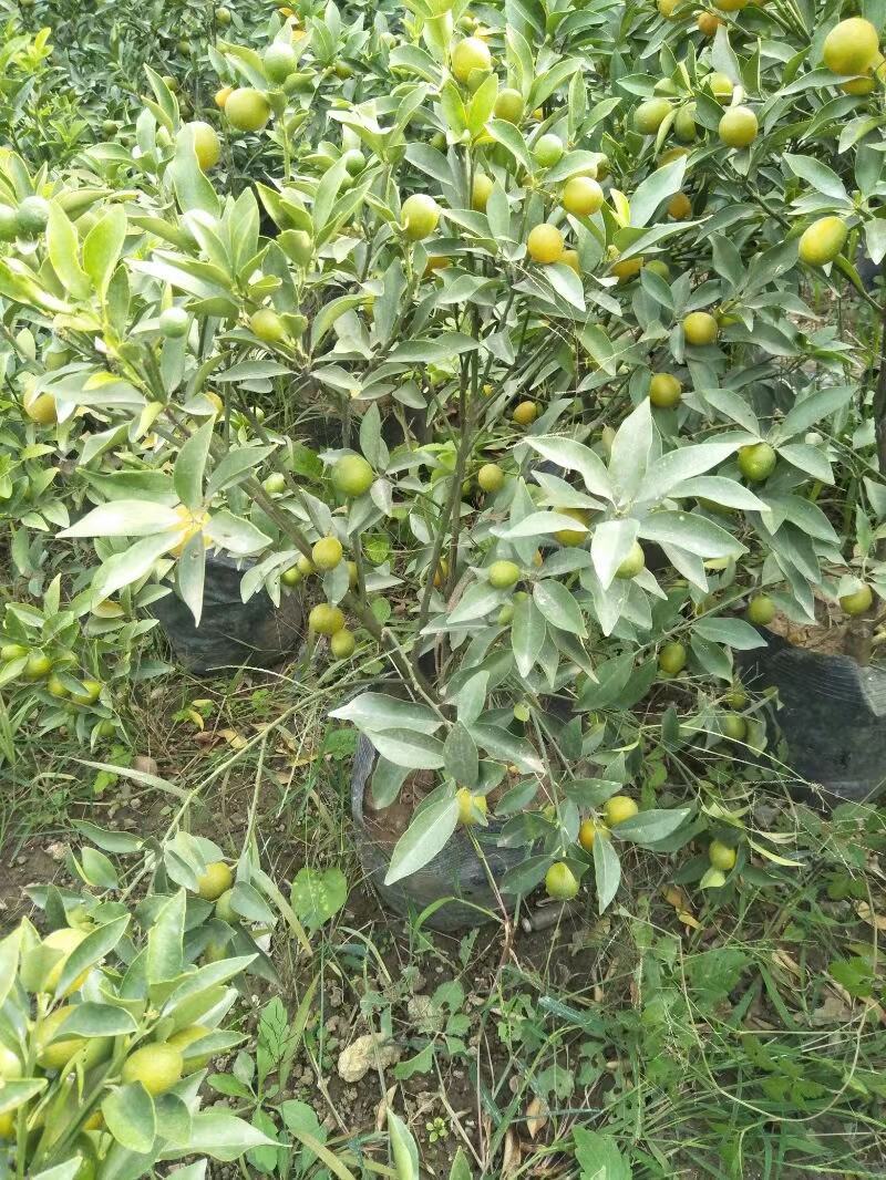 纽荷尔脐橙美植袋苗，基地直供