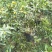 纽荷尔脐橙美植袋苗，基地直供
