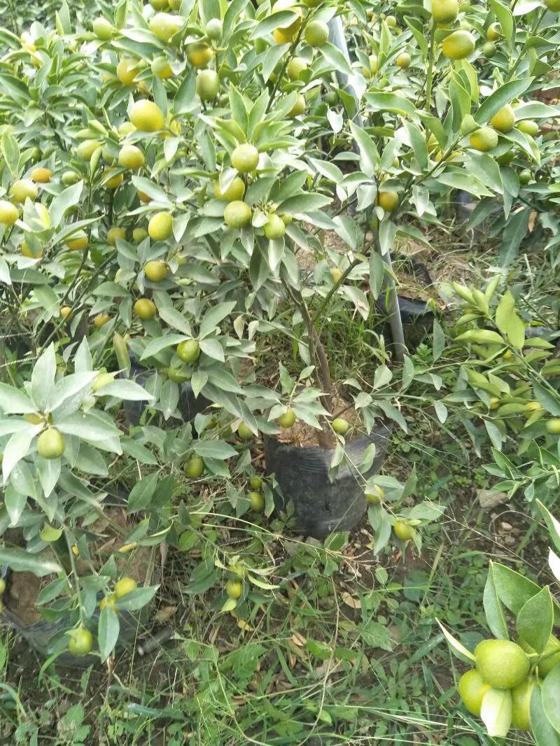 纽荷尔脐橙美植袋苗，基地直供