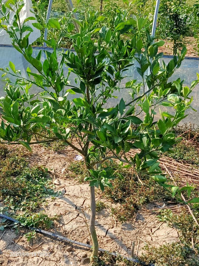 纽荷尔脐橙美植袋苗，基地直供