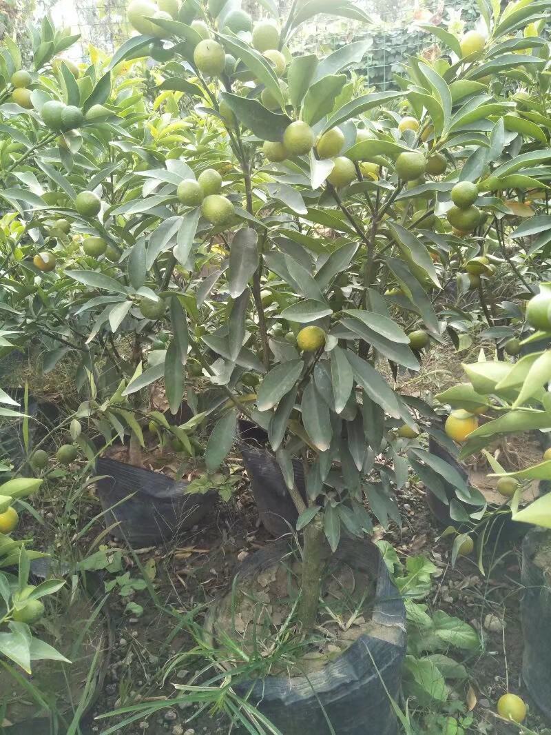 纽荷尔脐橙美植袋苗，基地直供