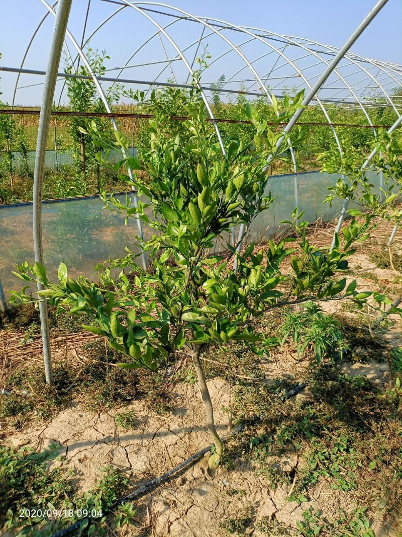 纽荷尔脐橙美植袋苗，基地直供