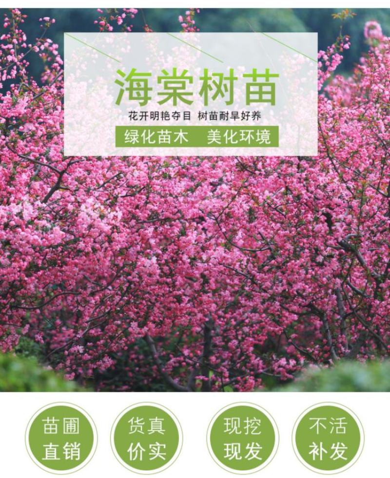 西府海棠花树苗南方北方室外庭院种植地栽耐寒花卉垂丝海棠