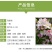 西府海棠花树苗南方北方室外庭院种植地栽耐寒花卉垂丝海棠