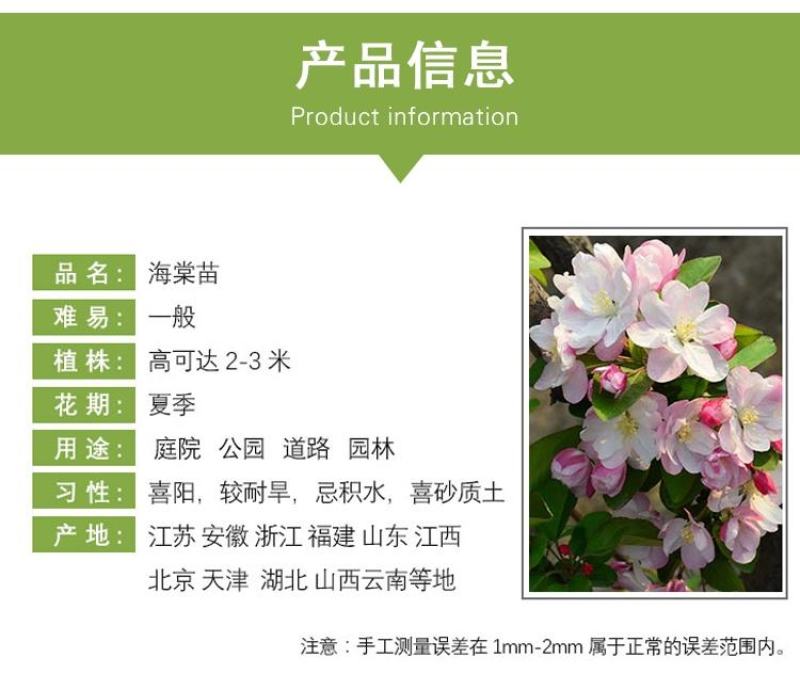 西府海棠花树苗南方北方室外庭院种植地栽耐寒花卉垂丝海棠