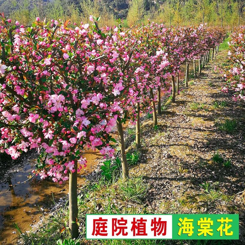 西府海棠花树苗南方北方室外庭院种植地栽耐寒花卉垂丝海棠