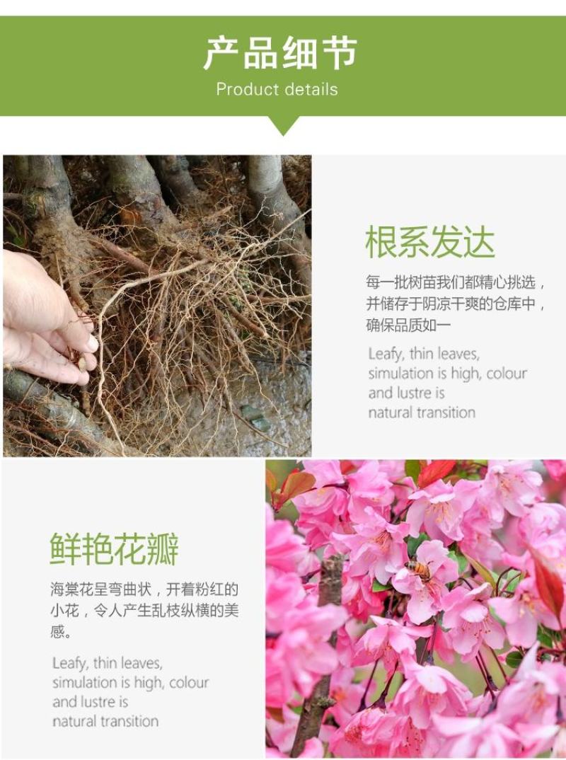 西府海棠花树苗南方北方室外庭院种植地栽耐寒花卉垂丝海棠