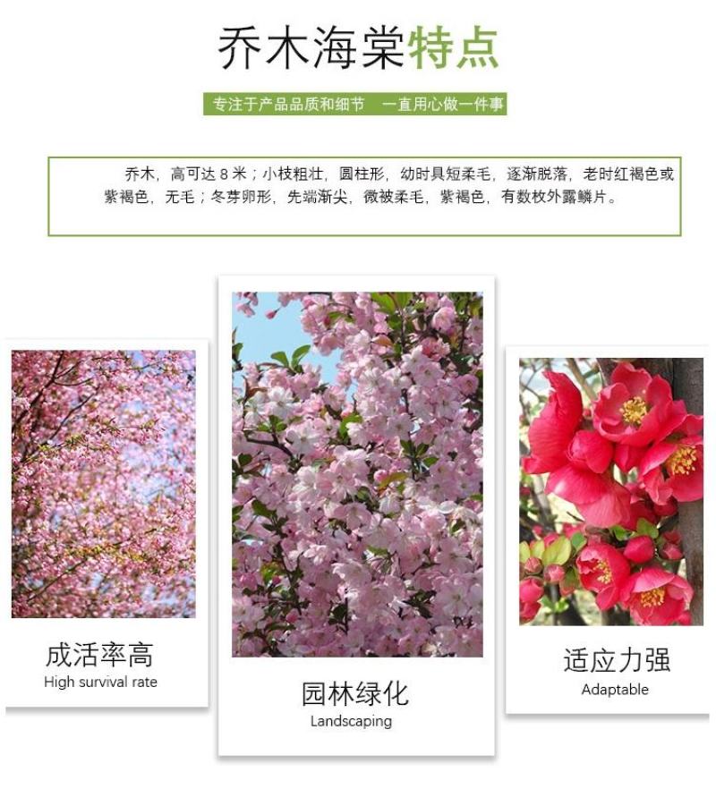 西府海棠花树苗南方北方室外庭院种植地栽耐寒花卉垂丝海棠
