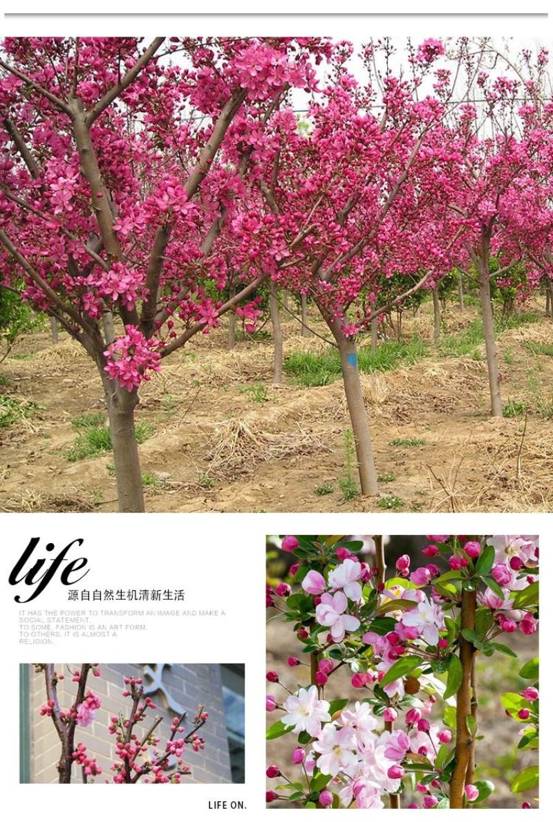 西府海棠花树苗南方北方室外庭院种植地栽耐寒花卉垂丝海棠