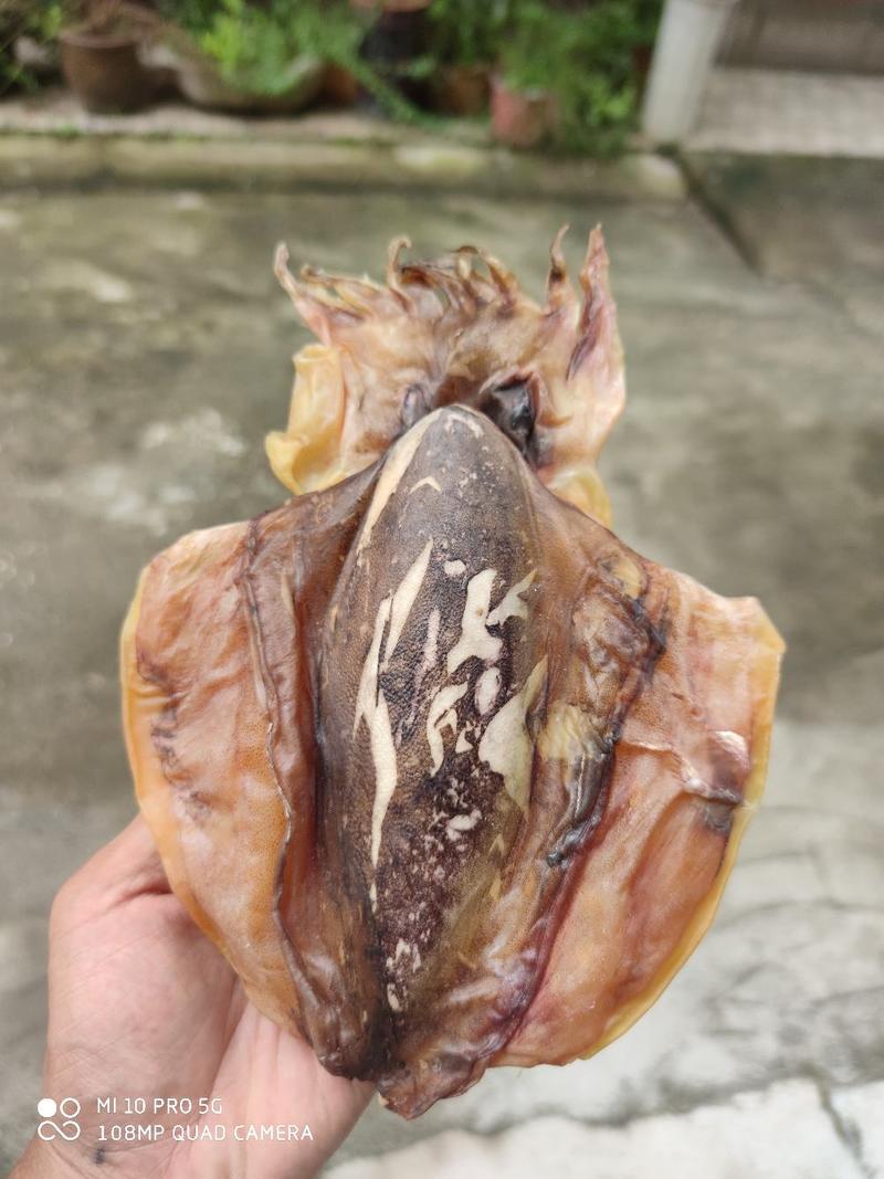 广西北海深海墨鱼干平板墨鱼干淡晒墨鱼干质量保证
