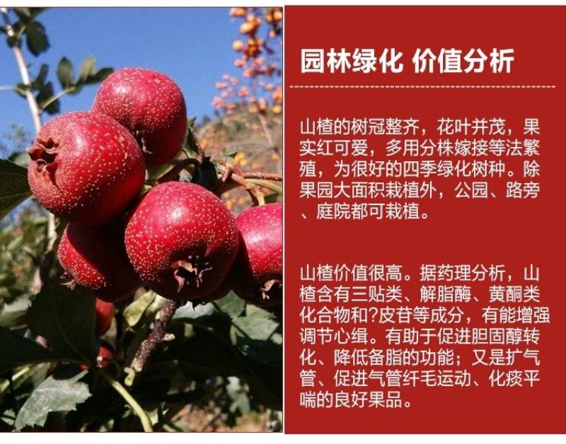 山楂树嫁接山楂苗大金星甜红子南方北方果树苗红果树苗
