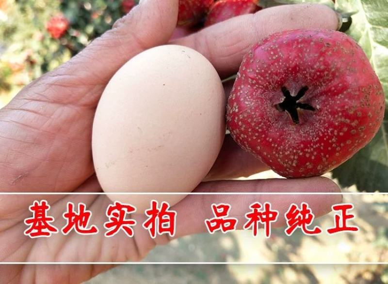 山楂树嫁接山楂苗大金星甜红子南方北方果树苗红果树苗