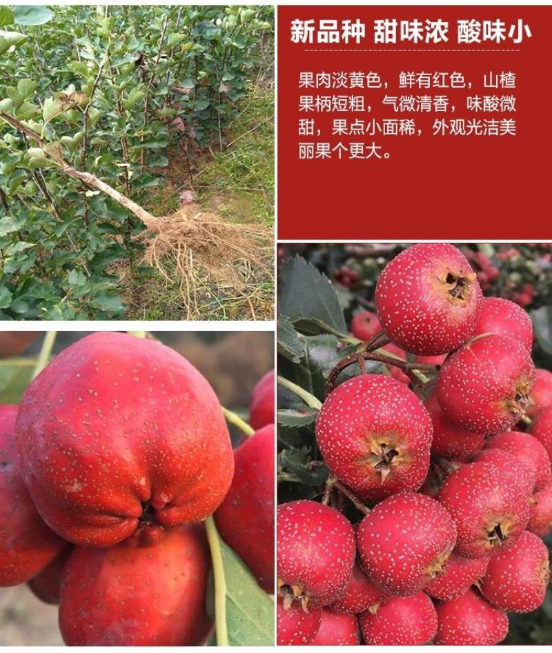 山楂树嫁接山楂苗大金星甜红子南方北方果树苗红果树苗