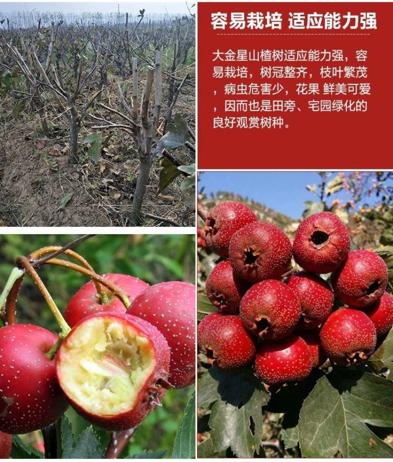 山楂树嫁接山楂苗大金星甜红子南方北方果树苗红果树苗