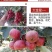 山楂树嫁接山楂苗大金星甜红子南方北方果树苗红果树苗