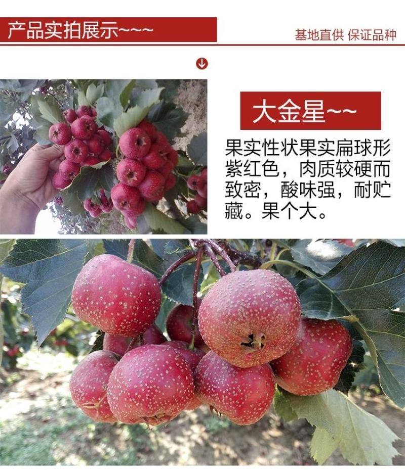 山楂树嫁接山楂苗大金星甜红子南方北方果树苗红果树苗