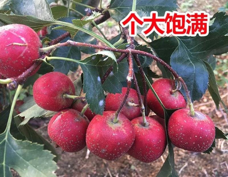 山楂树嫁接山楂苗大金星甜红子南方北方果树苗红果树苗