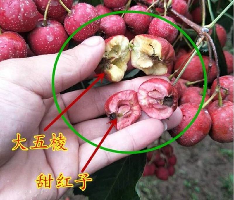 山楂树嫁接山楂苗大金星甜红子南方北方果树苗红果树苗