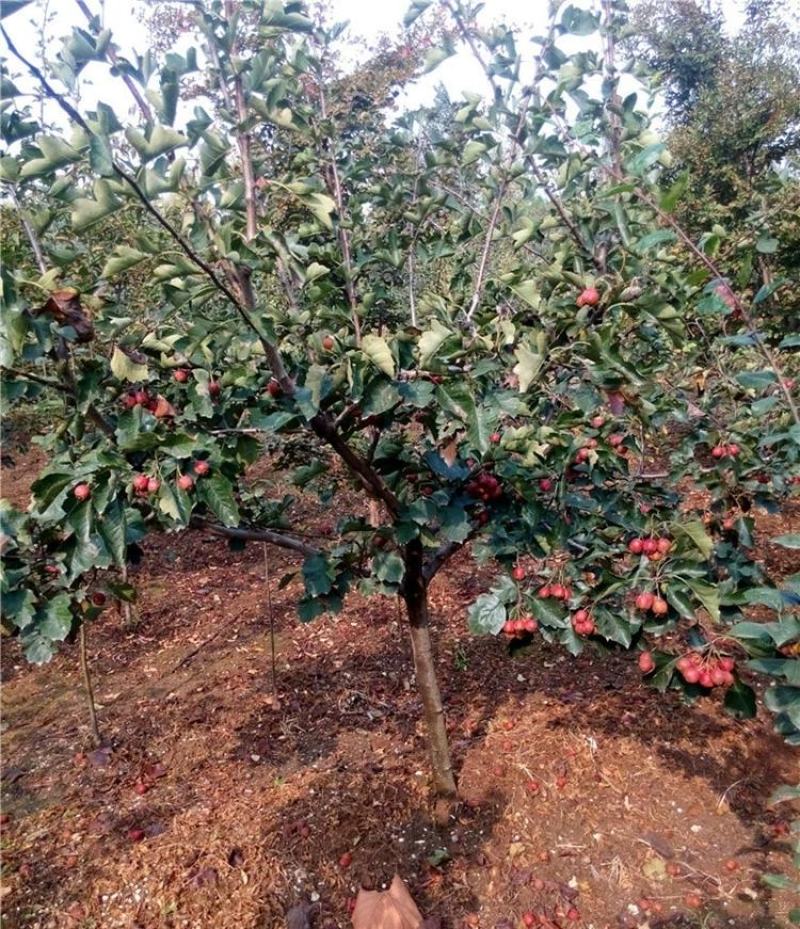 山楂树嫁接山楂苗大金星甜红子南方北方果树苗红果树苗