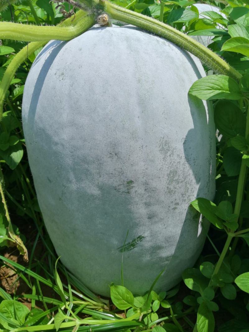 广西白皮地冬瓜，品质好价格美，欢迎全国客商咨询采购。
