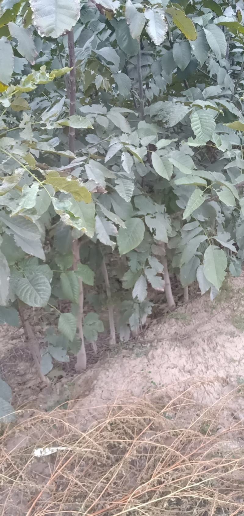 核桃成品苗薄皮核桃苗嫁接苗