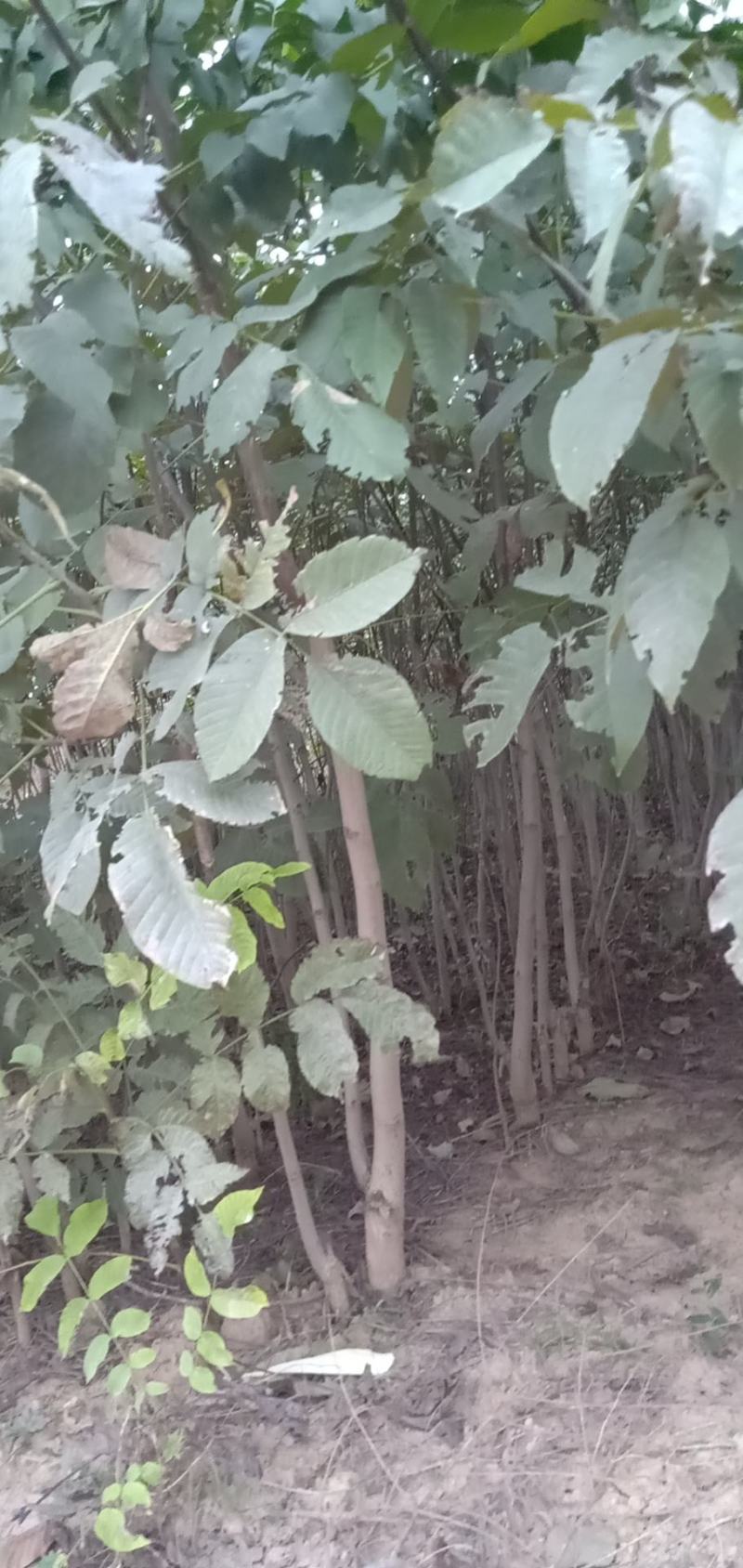核桃成品苗薄皮核桃苗嫁接苗