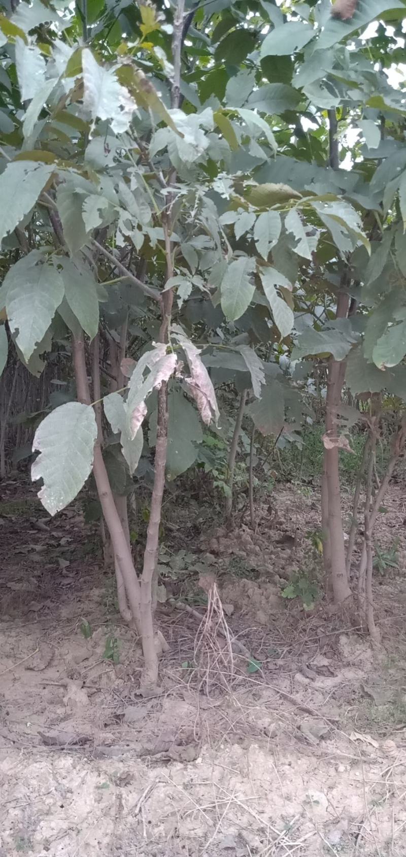核桃成品苗薄皮核桃苗嫁接苗