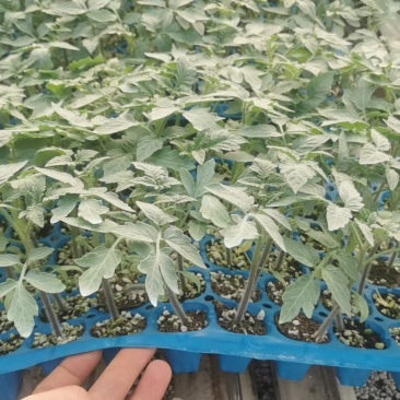 种苗抗死棵，抗叶霉叶斑，精品大果，早熟！