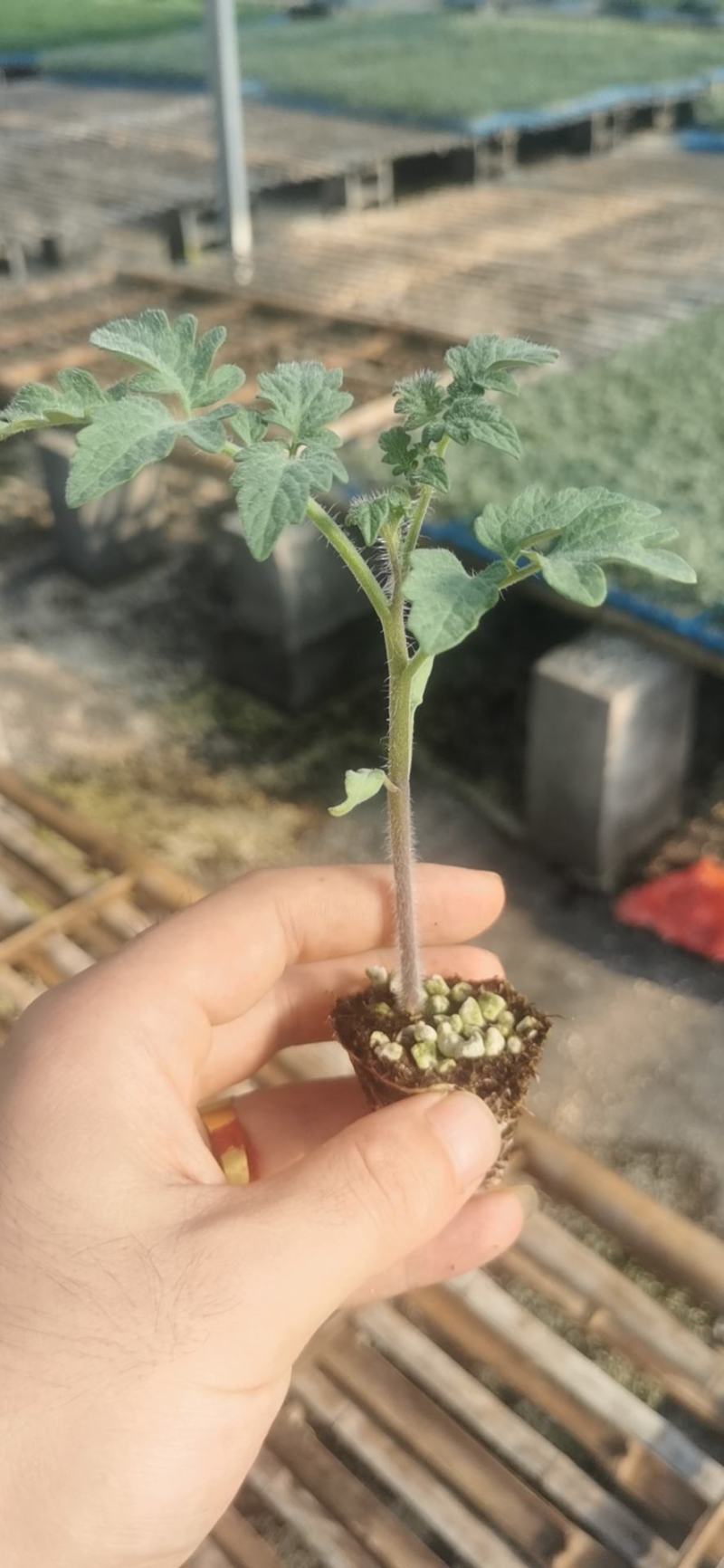种苗抗死棵，抗叶霉叶斑，精品大果，早熟！