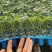 种苗抗死棵，抗叶霉叶斑，精品大果，早熟！