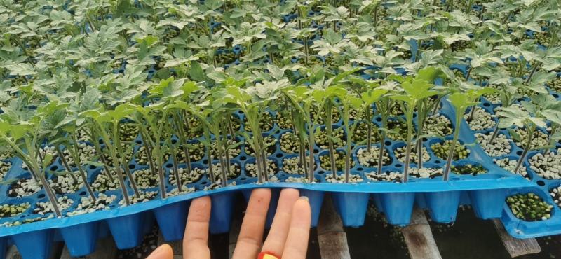 种苗抗死棵，抗叶霉叶斑，精品大果，早熟！