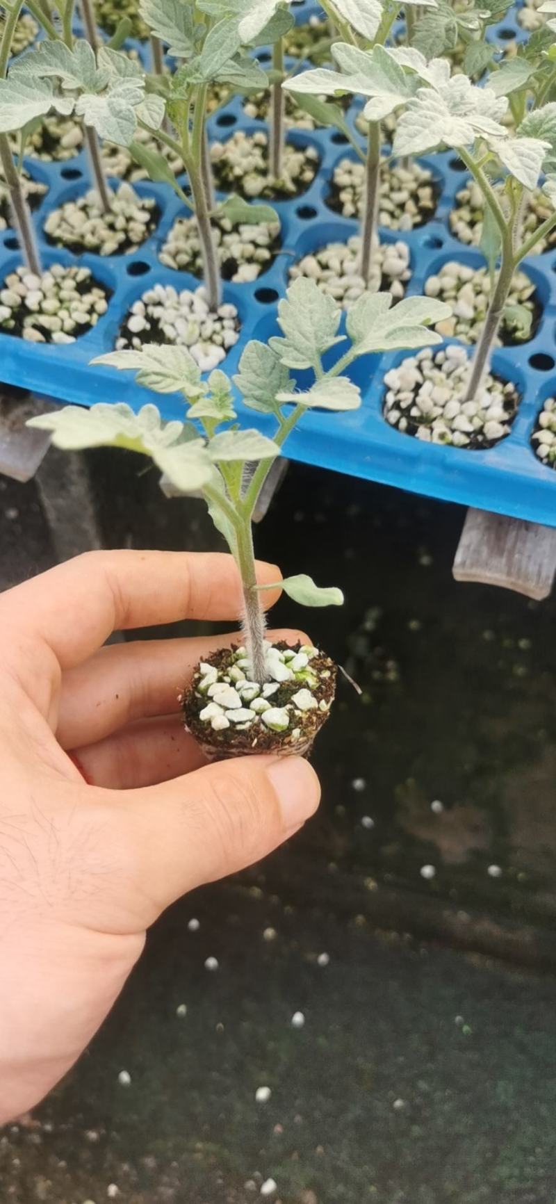 种苗抗死棵，抗叶霉叶斑，精品大果，早熟！