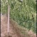 葡萄苗50~80cm3—5年葡萄树苗，占地大葡萄树