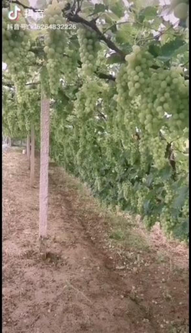 葡萄苗50~80cm3—5年葡萄树苗，占地大葡萄树