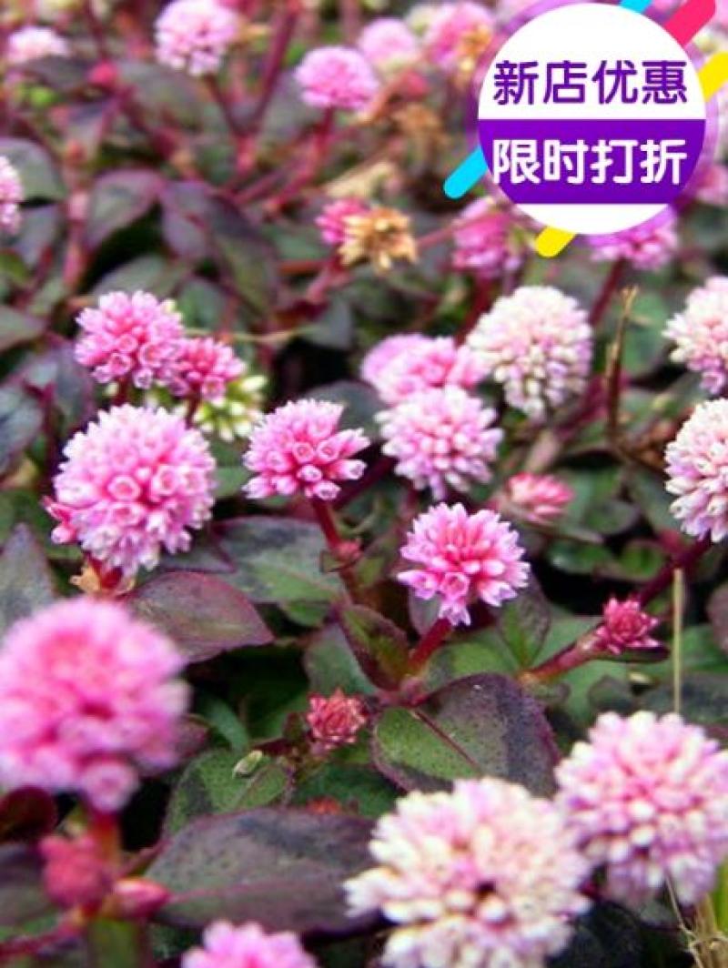 花叶头花蓼多年生耐寒耐热地被植物开花粉色椭圆形
