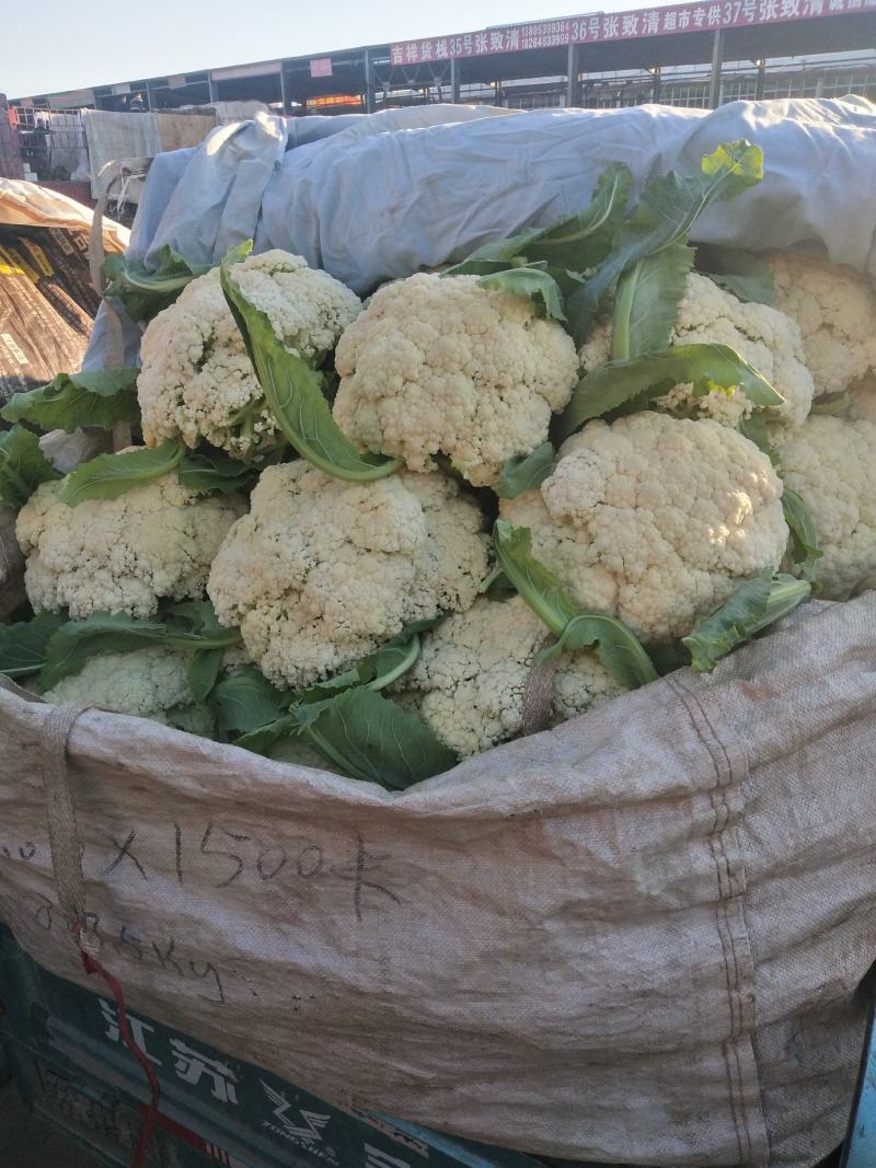 精品花菜陆续上市，需要的联系