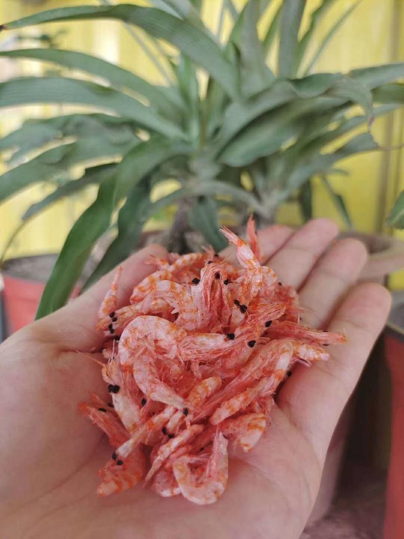 《深海磷虾》无刺软壳磷虾！味道鲜美！营养丰富