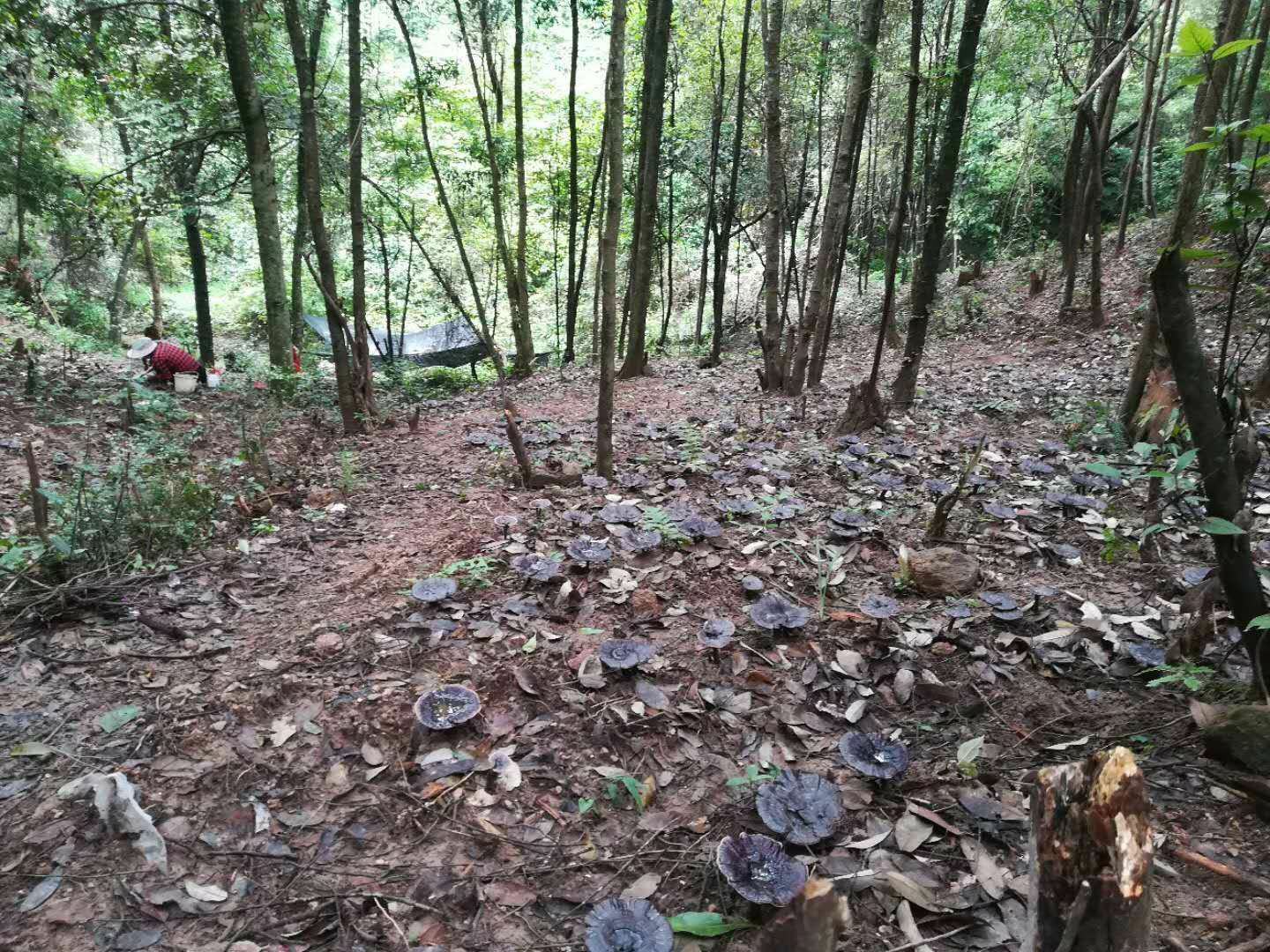 卵灵芝原生态子实体特写