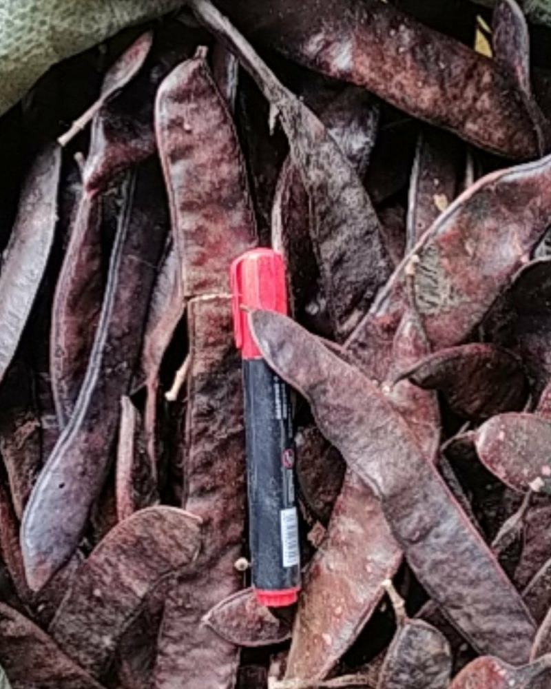 贵州铜仁皂荚干货大皂角板干品皂角片洗头洗澡泡脚干净无杂质