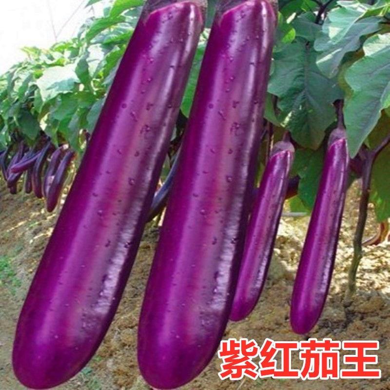 墨玉长茄子种子/籽黑紫色特长高产四季种植盆栽蔬菜种子