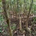 核桃苗，当年小苗，定植苗3——5公分，大树5——20公分