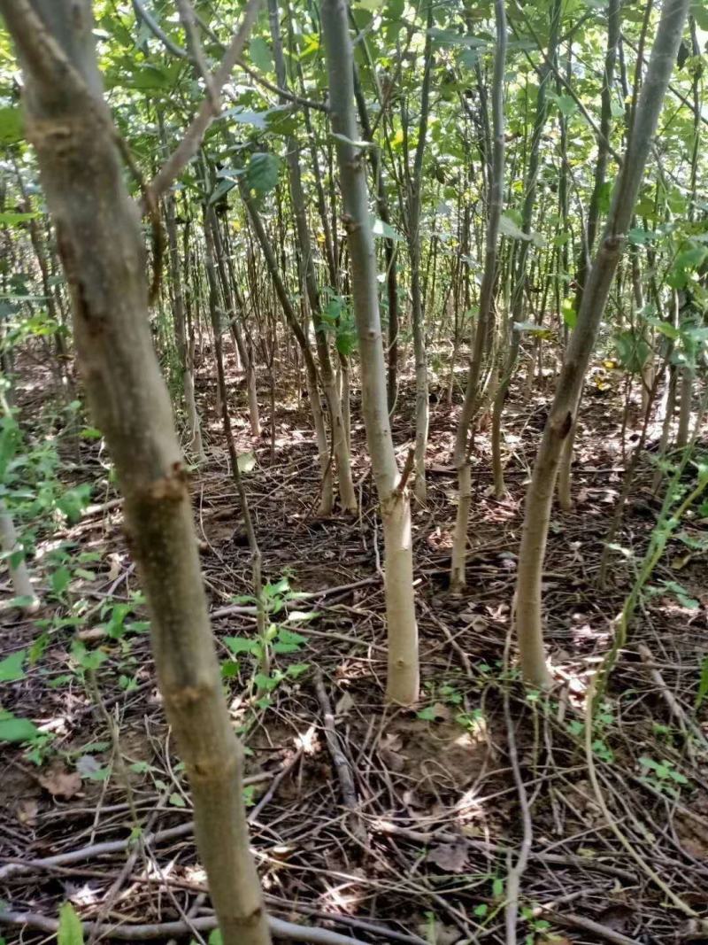 核桃苗，当年小苗，定植苗3——5公分，大树5——20公分