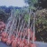 核桃苗，当年小苗，定植苗3——5公分，大树5——20公分